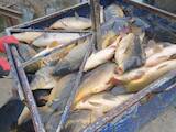 Рыбное хозяйство Рыба живая, мальки, цена 90 Грн., Фото