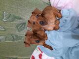 Собаки, щенки Пинчер, цена 4500 Грн., Фото