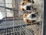 Собаки, щенки Ганноверская гончая, цена 10000 Грн., Фото