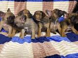 Собаки, щенки Французский бульдог, цена 6000 Грн., Фото