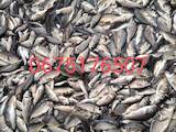 Продовольствие Рыба и рыбопродукты, цена 100 Грн./кг., Фото