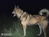 Собаки, щенки Западно-Сибирская лайка, цена 10000 Грн., Фото
