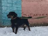 Собаки, щенята Ягдтер'єр, ціна 7500 Грн., Фото