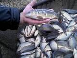 Рибне господарство Риба жива, мальки, ціна 52 Грн., Фото