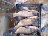 Рыбное хозяйство Рыба живая, мальки, цена 40 Грн., Фото