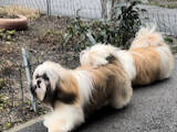 Собаки, щенята Ши-тцу, ціна 8000 Грн., Фото