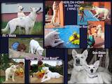Собаки, щенки Белая Швейцарская овчарка, цена 30000 Грн., Фото