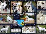 Собаки, щенки Белая Швейцарская овчарка, цена 30000 Грн., Фото