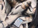 Рыбное хозяйство Рыба живая, мальки, цена 60 Грн., Фото