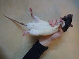 Грызуны Домашние крысы, цена 350 Грн., Фото