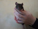 Грызуны Домашние крысы, цена 350 Грн., Фото