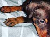 Собаки, щенята Доберман, ціна 19000 Грн., Фото