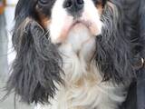 Собаки, щенята Кавалер-кинг-чарльз спаніель, ціна 6000 Грн., Фото