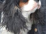 Собаки, щенки Кавалер-Кинг-Чарльз спаниель, цена 6000 Грн., Фото