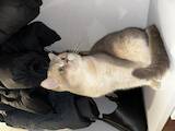Кішки, кошенята Британська короткошерста, ціна 1500 Грн., Фото