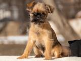 Собаки, щенки Брюссельский гриффон, цена 25000 Грн., Фото