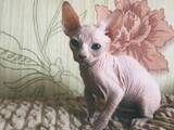 Кішки, кошенята Донський сфінкс, ціна 6000 Грн., Фото