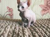 Кішки, кошенята Донський сфінкс, ціна 6000 Грн., Фото