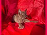 Кішки, кошенята Бурма, ціна 18500 Грн., Фото