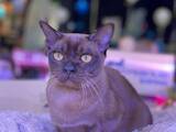 Кошки, котята Бурма, цена 18500 Грн., Фото