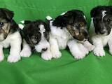 Собаки, щенки Жесткошерстный фокстерьер, цена 27000 Грн., Фото
