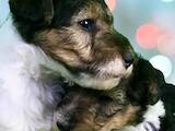 Собаки, щенки Жесткошерстный фокстерьер, цена 27000 Грн., Фото