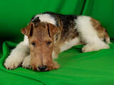 Собаки, щенята Жорсткошерстий фокстер'єр, ціна 27000 Грн., Фото