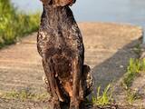 Собаки, щенки Немецкая гладкошерстная легавая, цена 7800 Грн., Фото