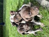 Собаки, щенята Німецька гладкошерста лягава, ціна 7800 Грн., Фото