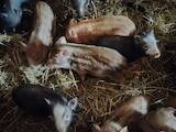 Животноводство,  Сельхоз животные Свиньи, цена 1300 Грн., Фото