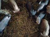 Тваринництво,  Сільгосп тварини Свині, ціна 1300 Грн., Фото