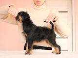 Собаки, щенки Бельгийский гриффон, цена 30000 Грн., Фото