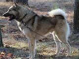 Собаки, щенята Західно-Сибірська лайка, ціна 6000 Грн., Фото