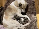 Собаки, щенки Западно-Сибирская лайка, цена 6000 Грн., Фото