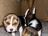 Собаки, щенята Бігль, ціна 8000 Грн., Фото