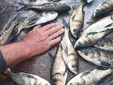 Рыбное хозяйство Рыба живая, мальки, цена 120 Грн., Фото