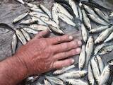 Рыбное хозяйство Рыба живая, мальки, цена 120 Грн., Фото