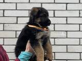 Собаки, щенята Німецька вівчарка, ціна 7500 Грн., Фото