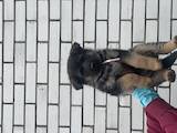Собаки, щенята Німецька вівчарка, ціна 7500 Грн., Фото