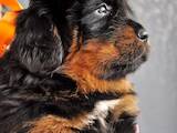 Собаки, щенки Тибетский мастиф, цена 300000 Грн., Фото