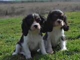 Собаки, щенки Кавалер-Кинг-Чарльз спаниель, цена 10000 Грн., Фото