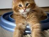 Кішки, кошенята Мейн-кун, ціна 40000 Грн., Фото