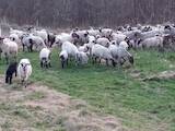 Животноводство,  Сельхоз животные Бараны, овцы, цена 150 Грн., Фото