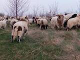Животноводство,  Сельхоз животные Бараны, овцы, цена 150 Грн., Фото