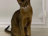 Кошки, котята Абиссинская, цена 10 Грн., Фото