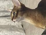 Кошки, котята Абиссинская, цена 10 Грн., Фото