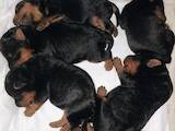 Собаки, щенята Вельштер'єр, ціна 12000 Грн., Фото