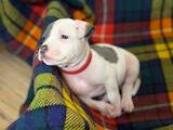 Собаки, щенки Американский стаффордширский терьер, цена 12500 Грн., Фото