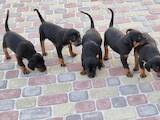 Собаки, щенки Неизвестная порода, цена 6000 Грн., Фото