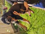 Собаки, щенята Невідома порода, ціна 6000 Грн., Фото